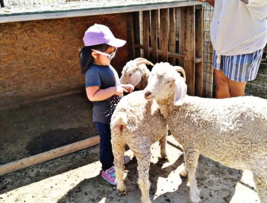 SweetWater Farms Petting Zoo and Pony Rides - Reviews | Photos