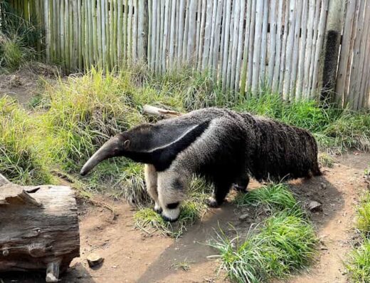 San Francisco Zoo - Petting Zoo Near Me