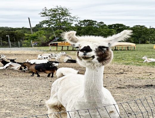 Cox Farms - Petting Zoo Near Me