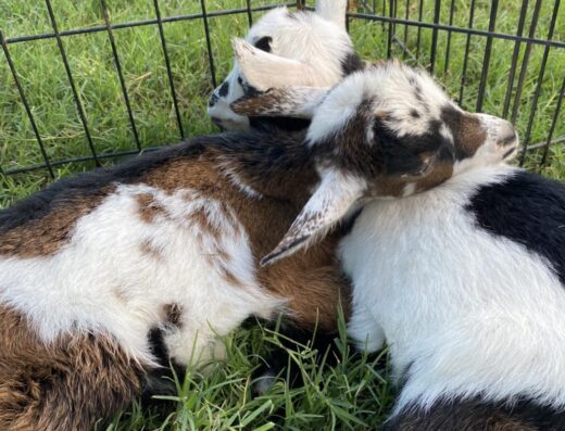 The Little Country Farm Mobile Petting Zoo