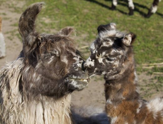 Carlson's Llovable Llamas