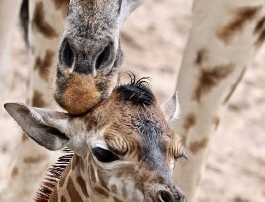 Dickerson Park Zoo