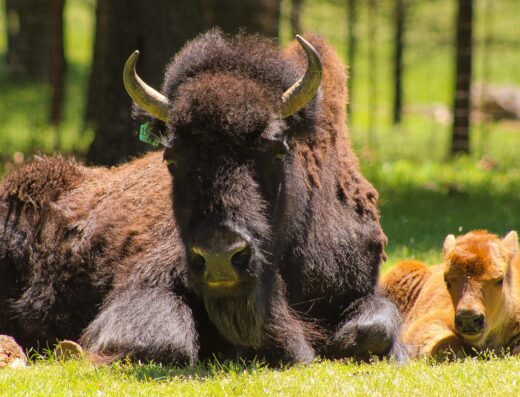 Eureka Springs Safari Park