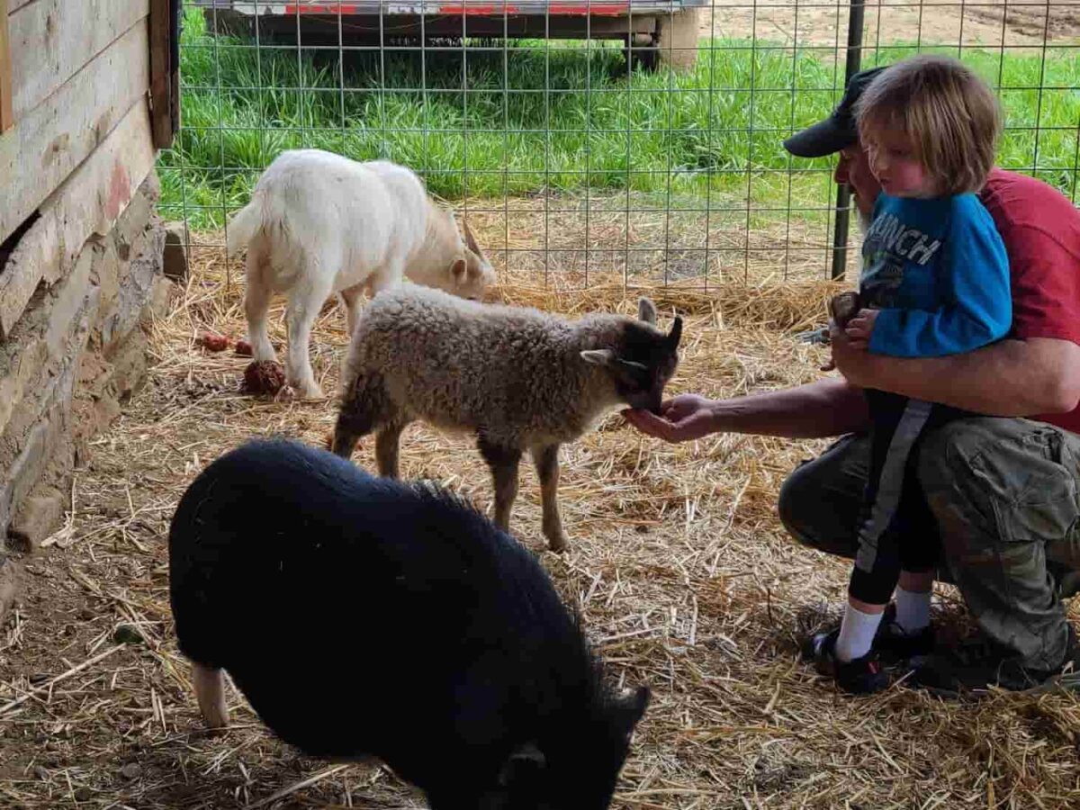 Tuckasegee Farm Animal Rescue and Petting Zoo